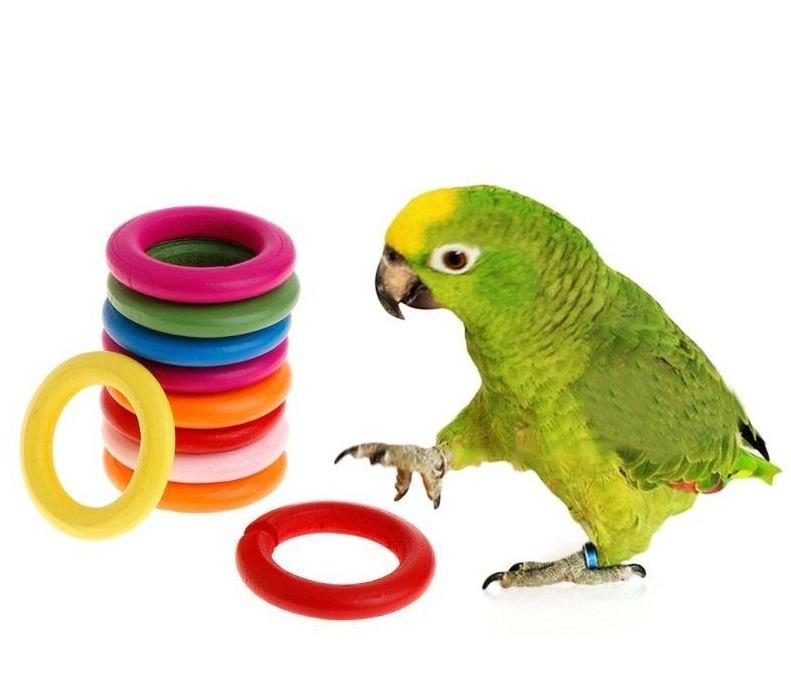 10 Pièces En Bois Anneau De Morsure D'oiseau Jouets