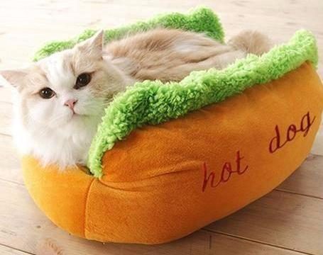 Adorable Lit De Chat Chaud Avec Coussin Amovible