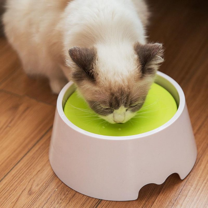 Bol Flottant Pour Animaux De Compagnie Résistant Aux Éclaboussures