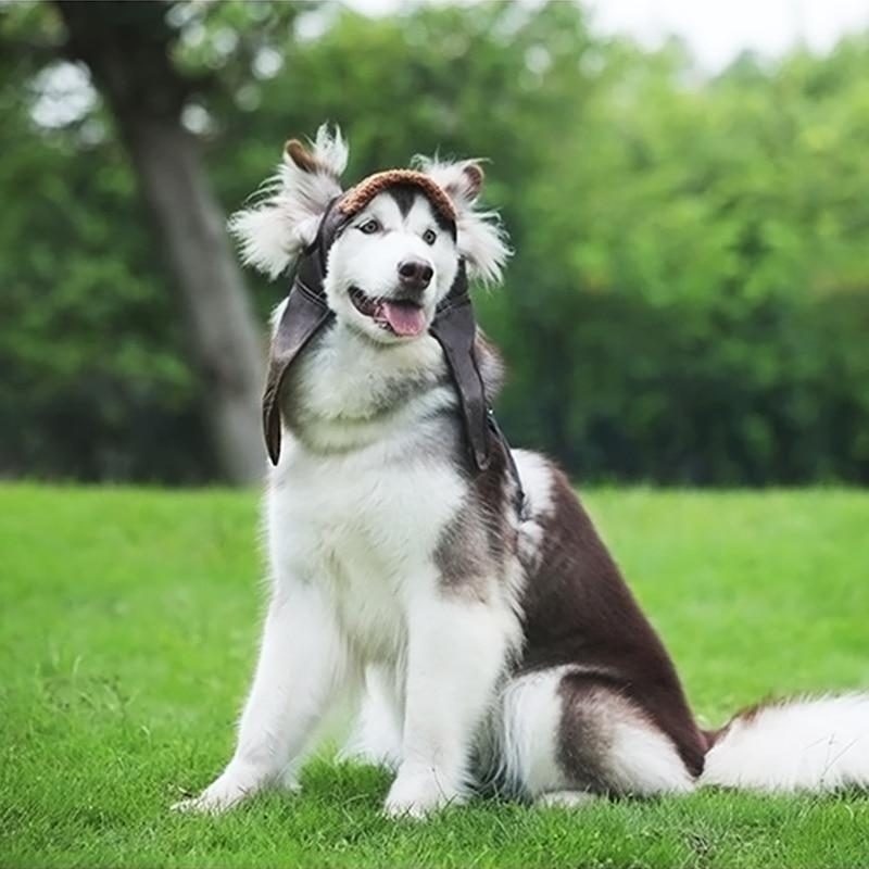 Casquette En Toile Pour Animaux De Compagnie