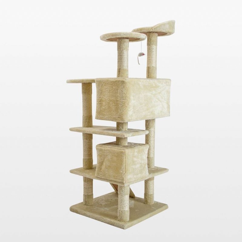 Chat Beige Grattant Arbre Post Jouer