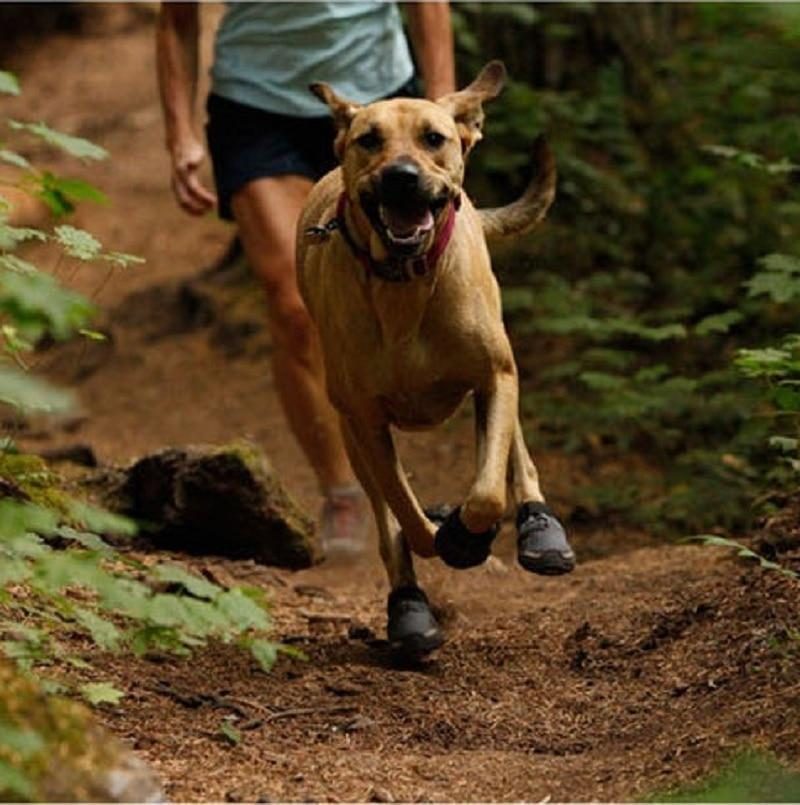 Chaussures D'extérieur Pour Animaux De Compagnie Durables