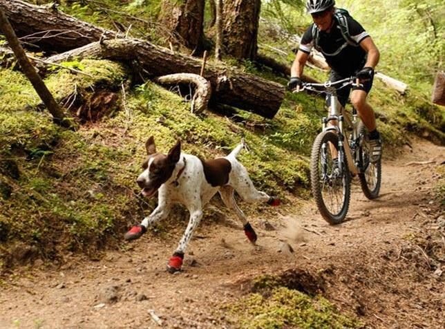 Chaussures D'extérieur Pour Animaux De Compagnie Durables