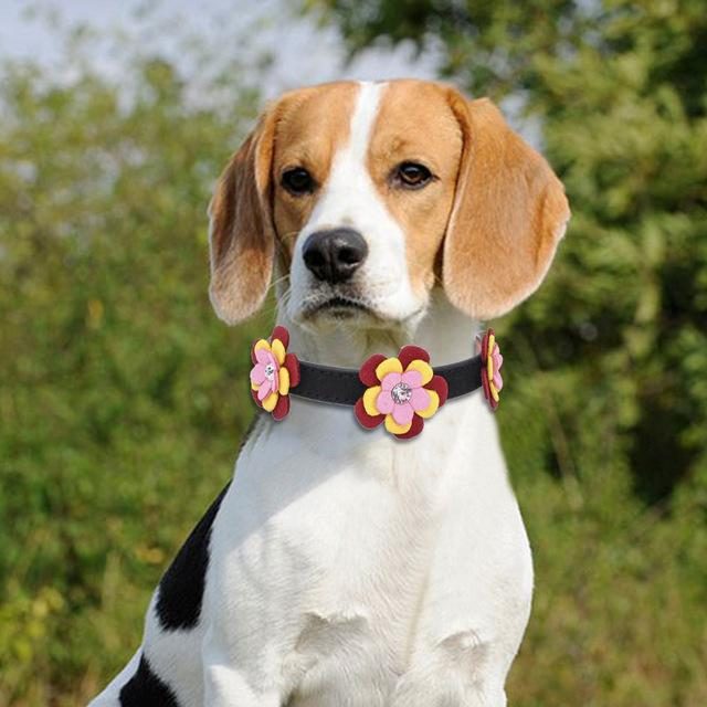 Collier D'artiste Pour Animaux De Compagnie À Fleurs