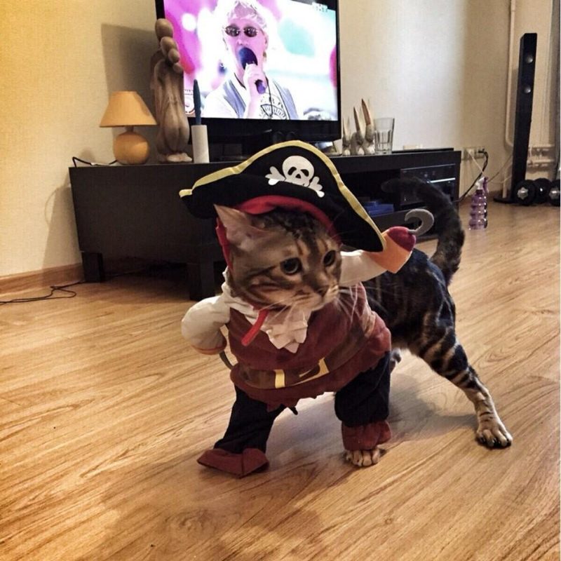 Costume De Pirate Costume De Chat Costume Habiller Des Vêtements De Fête