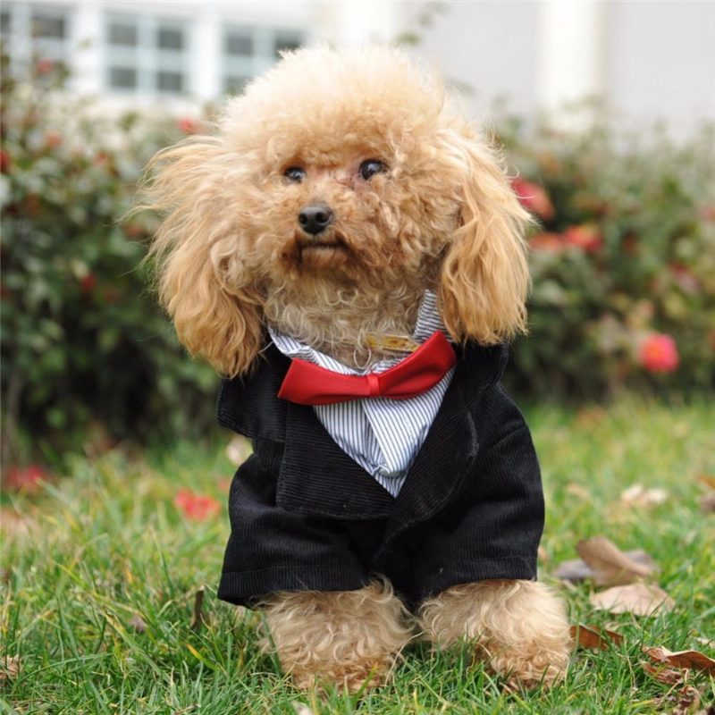 Costume De Smoking De Mariage Élégant Pour Chiens