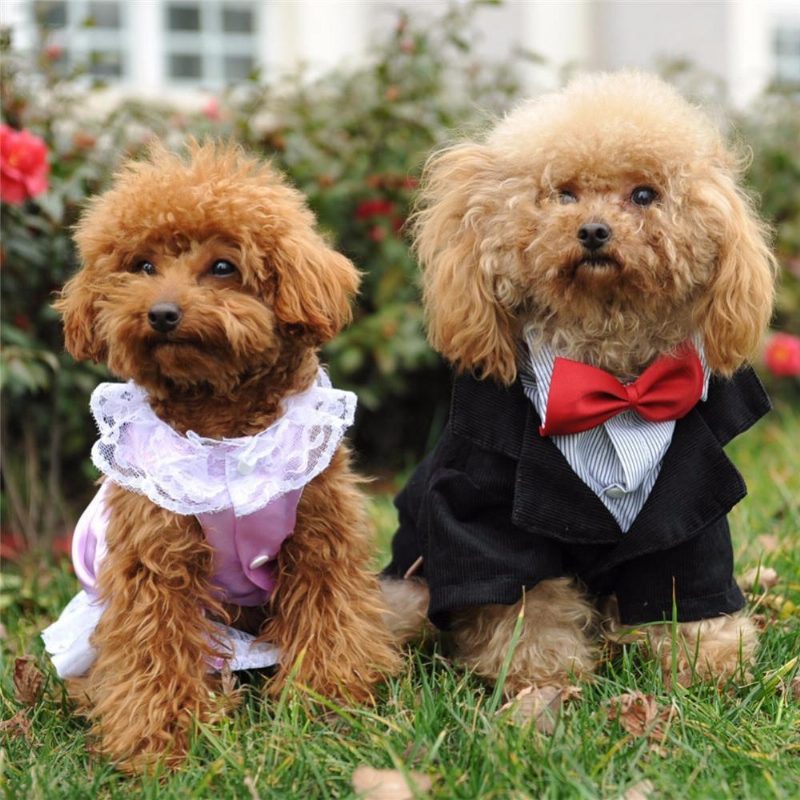 Costume De Smoking De Mariage Élégant Pour Chiens