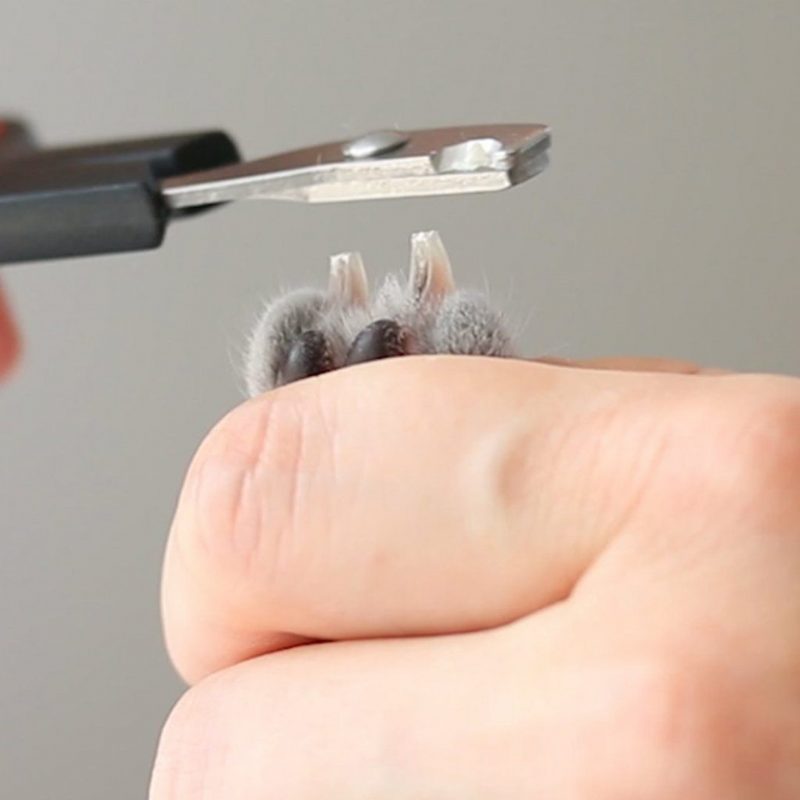 Coupe-ongles Pour Animaux De Compagnie