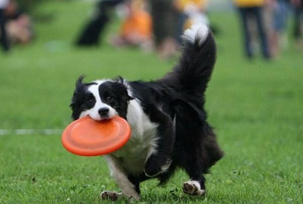 Disque De Frisbee Pour Chien Résistant Aux Dents