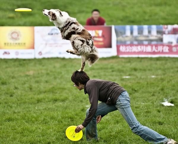 Disque De Frisbee Pour Chien Résistant Aux Dents