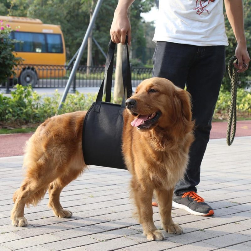 Élingue De Soutien Pour Chien