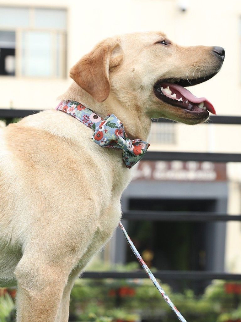 Ensemble De Collier Et Laisse Pour Animaux De Compagnie Rose