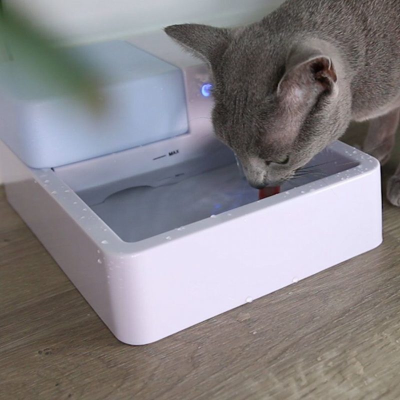 Fontaine Pour Animaux De Compagnie Pour L'eau La Plus Fraîche!