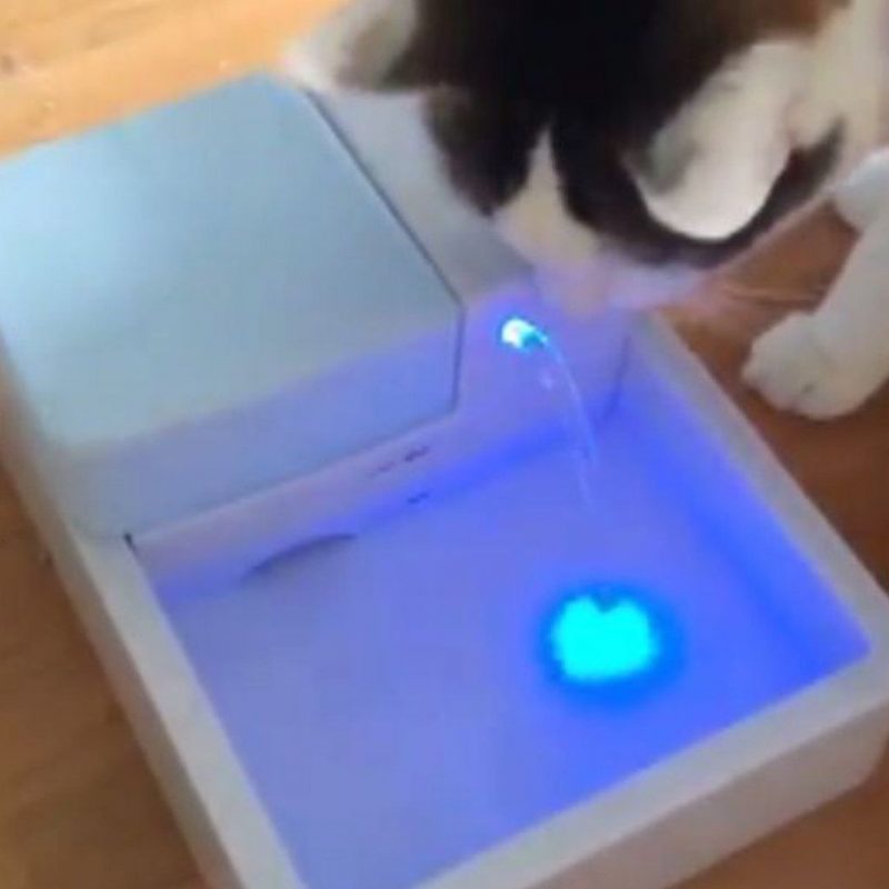 Fontaine Pour Animaux De Compagnie Pour L'eau La Plus Fraîche!