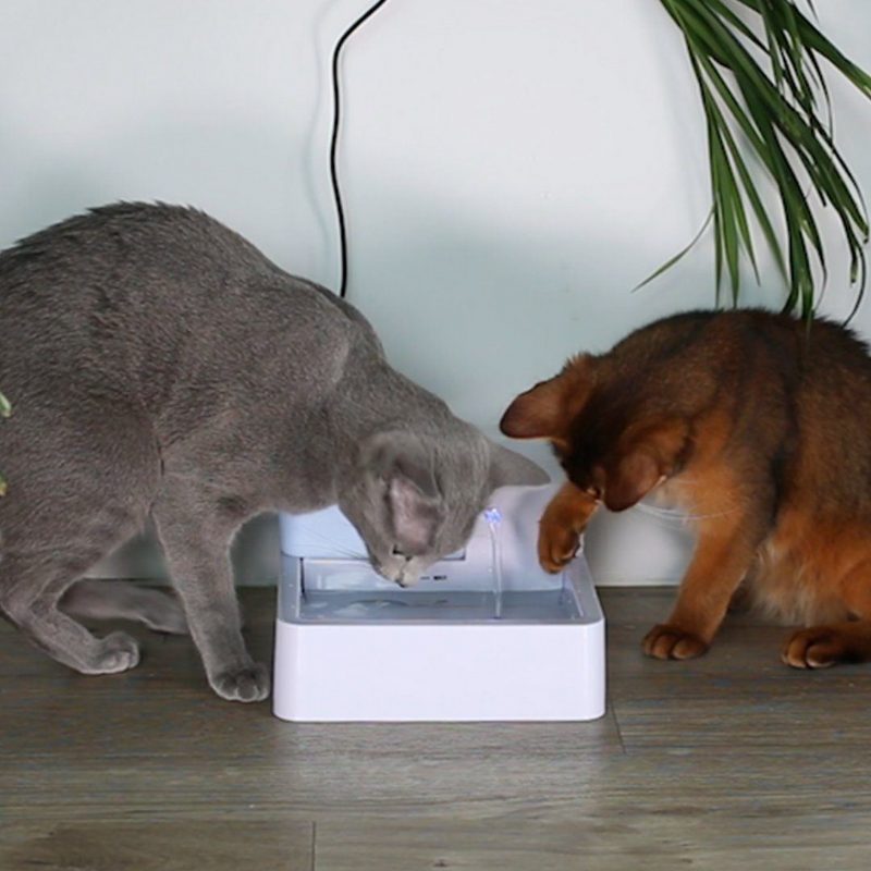 Fontaine Pour Animaux De Compagnie Pour L'eau La Plus Fraîche!