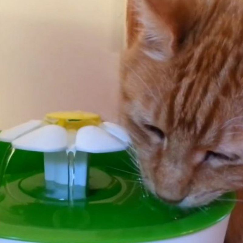 Gardez Vos Chats Hydratés Tout Le Temps!