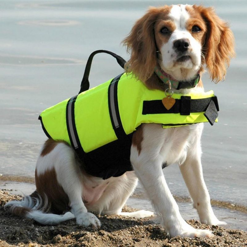 Gilet De Sauvetage Pour Animaux De Compagnie Gilet De Sécurité Harnais De Natation