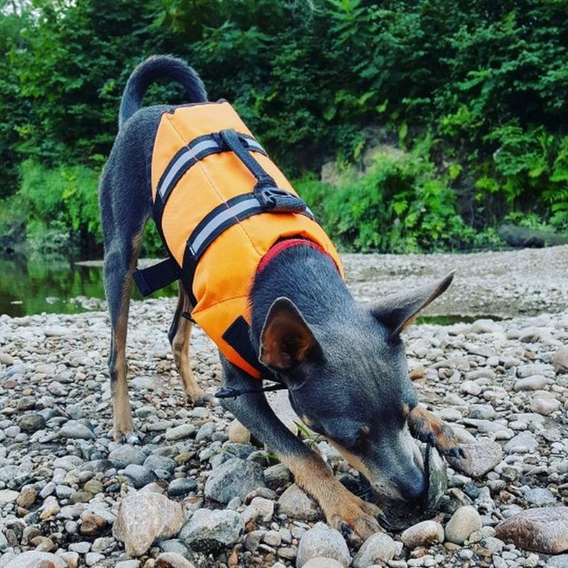 Gilet De Sauvetage Pour Animaux De Compagnie Gilet De Sécurité Harnais De Natation