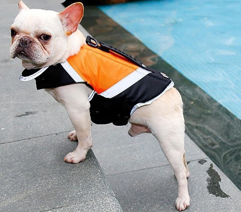 Gilet De Sauvetage Pour Chien Avec Rembourrage Supplémentaire