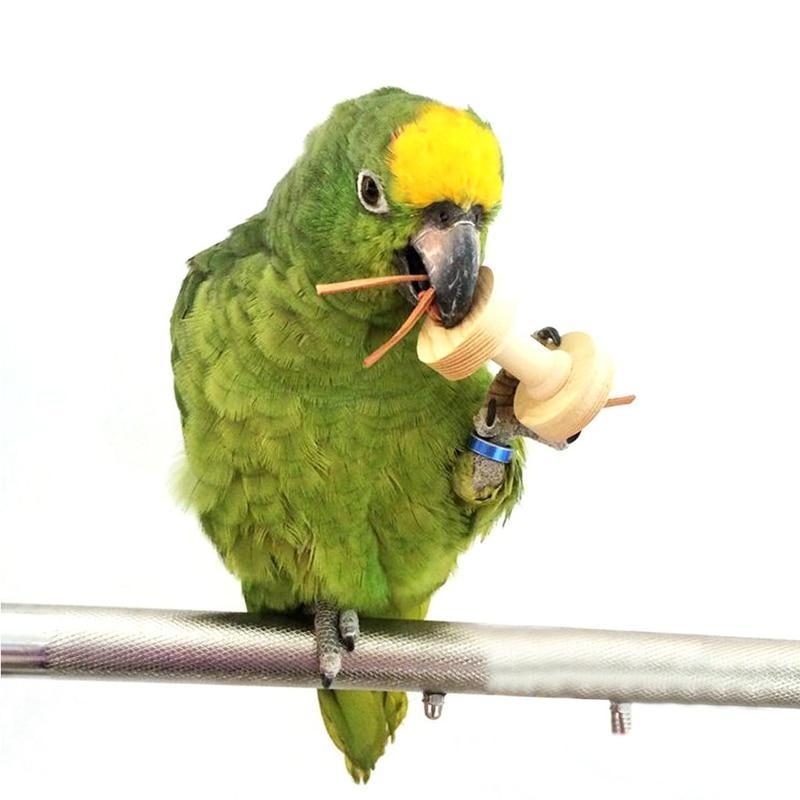 Haltères En Bois À Mâcher Jouet Amusant Oiseau