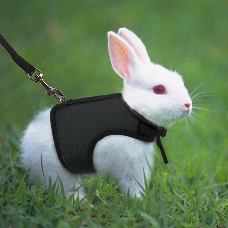 Harnais Gilet Lapin Avec Laisse