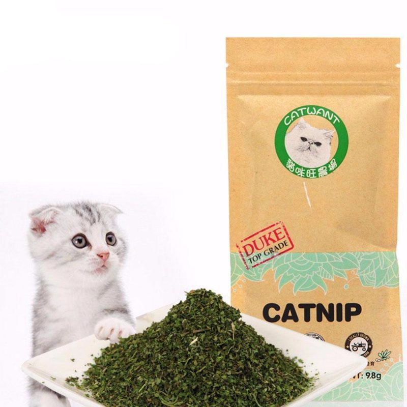 Herbe À Chat Biologique De Première Qualité