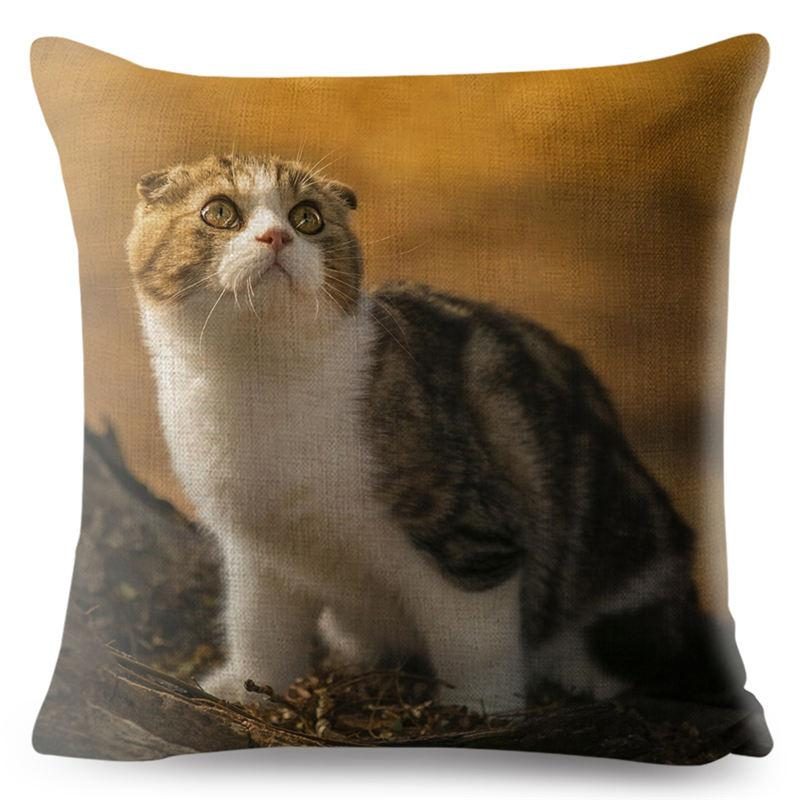 Housse De Coussin Chat Écossais 3d