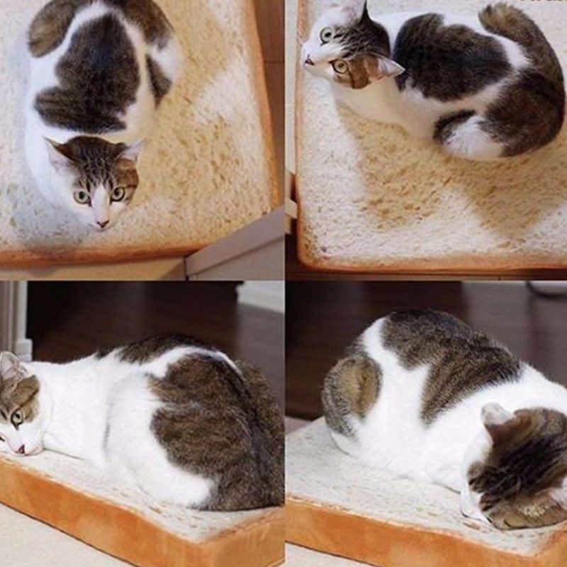 Introduction Du Lit Pour Chat Toast Bread