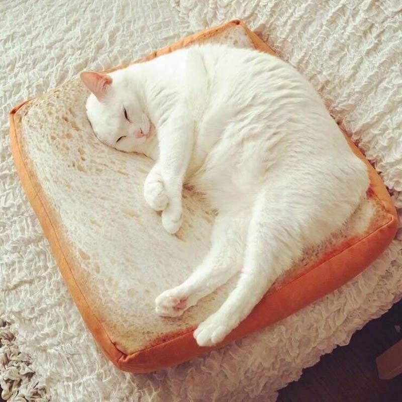 Introduction Du Lit Pour Chat Toast Bread