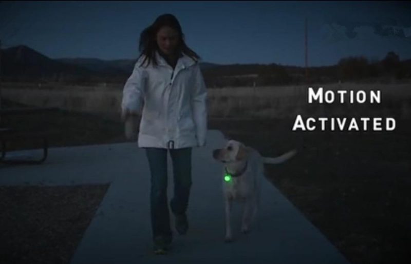 Jouet De Boule D'animal Familier Lumineux Mené