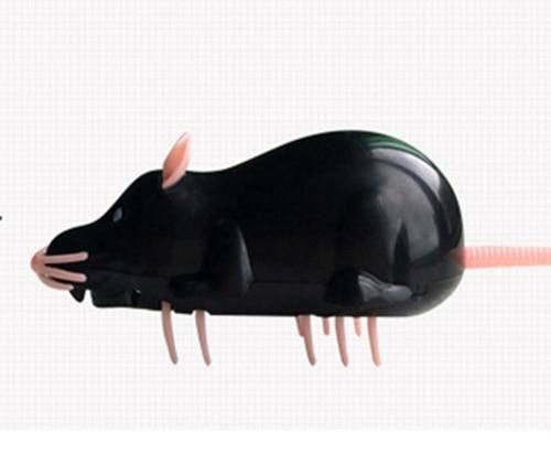 souris noire