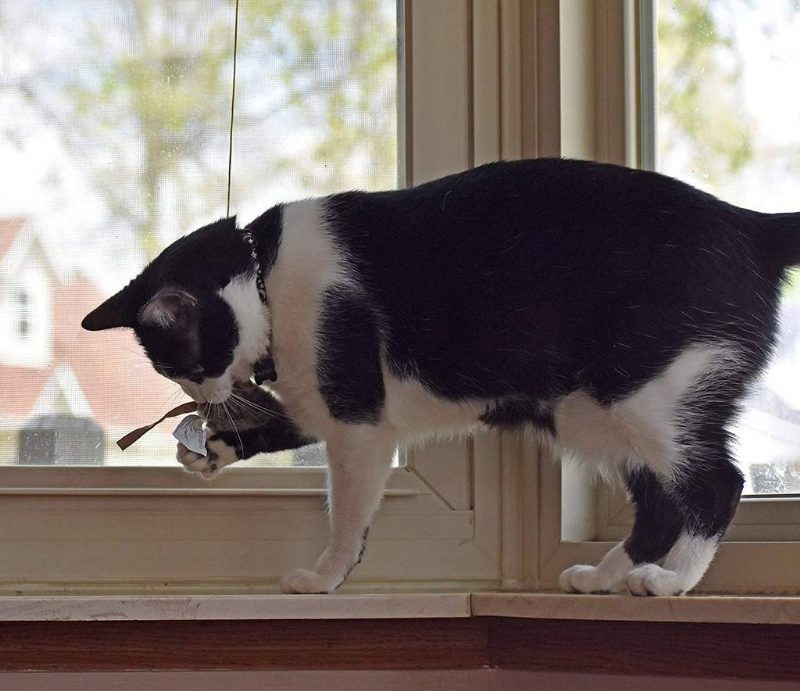 Jouet Pour Chat Souris Grinçante Volante