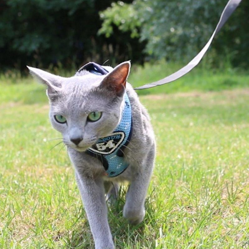 Laisse De Harnais Pour Animaux De Compagnie