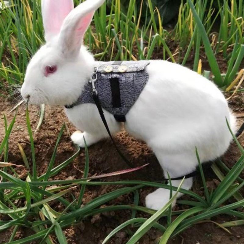 Laisse De Harnais De Style Gilet De Lapin Polyvalent