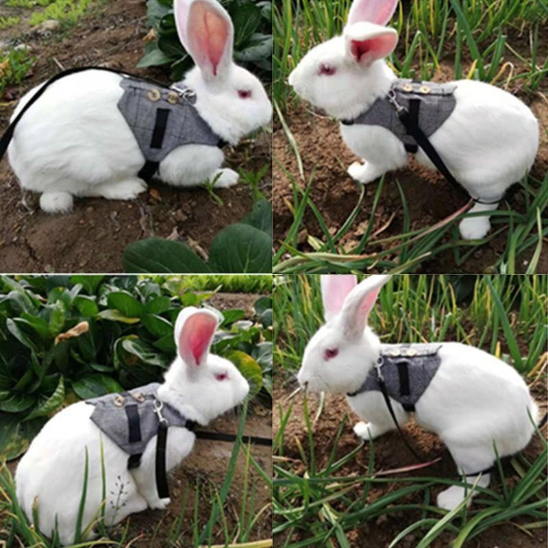 Laisse De Harnais De Style Gilet De Lapin Polyvalent