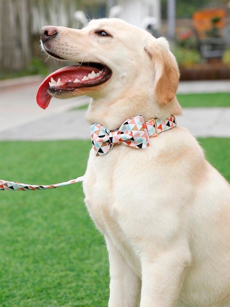 Le Collier Et La Laisse Pour Animaux De Compagnie De Mode Bannière Boucle En Or Rose