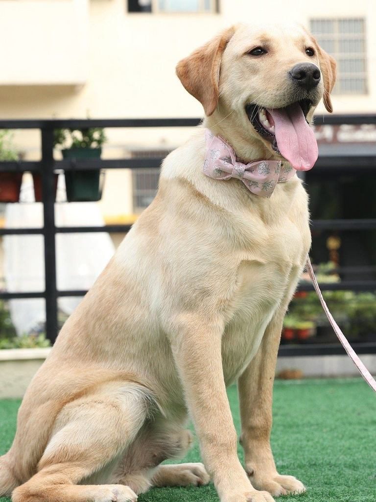 Le Joli Ensemble De Collier Et Laisse Pour Animaux De Compagnie Rose