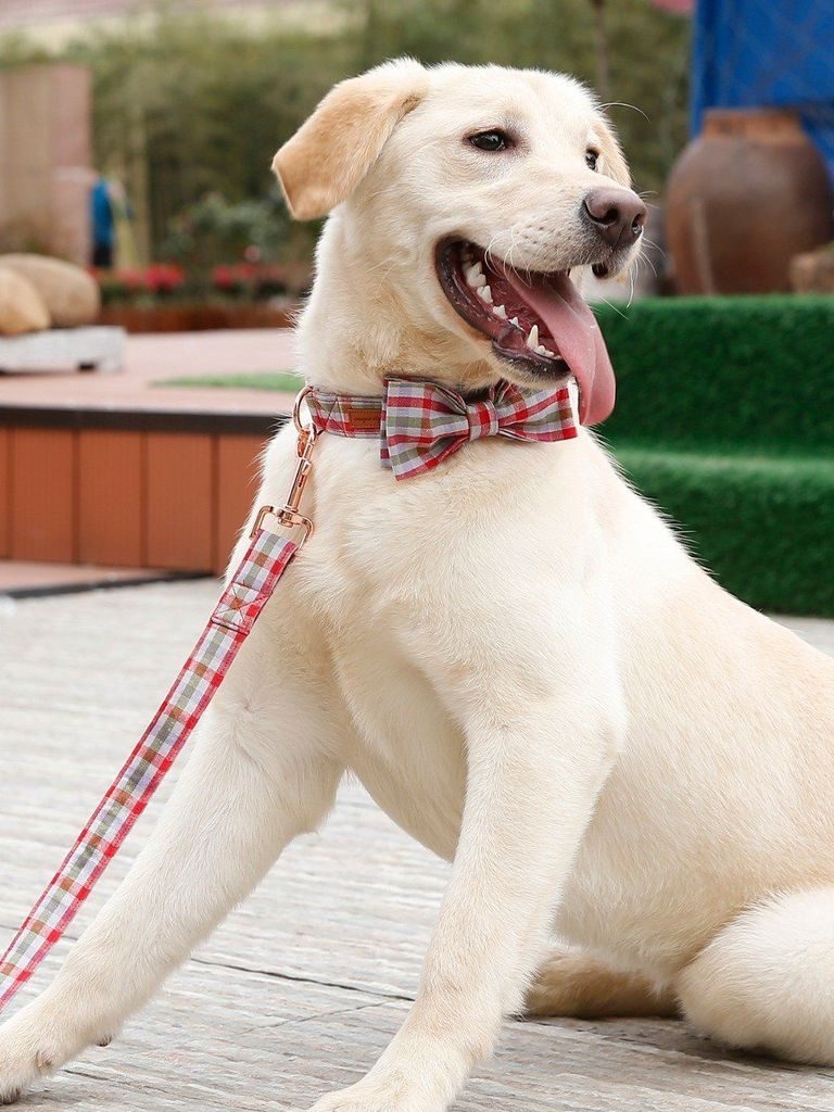 Le Magnifique Ensemble De Collier Et Laisse Pour Animaux De Compagnie