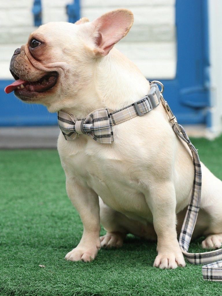 L'ensemble De Collier Et Laisse Pour Animaux De Compagnie À Carreaux Blancs