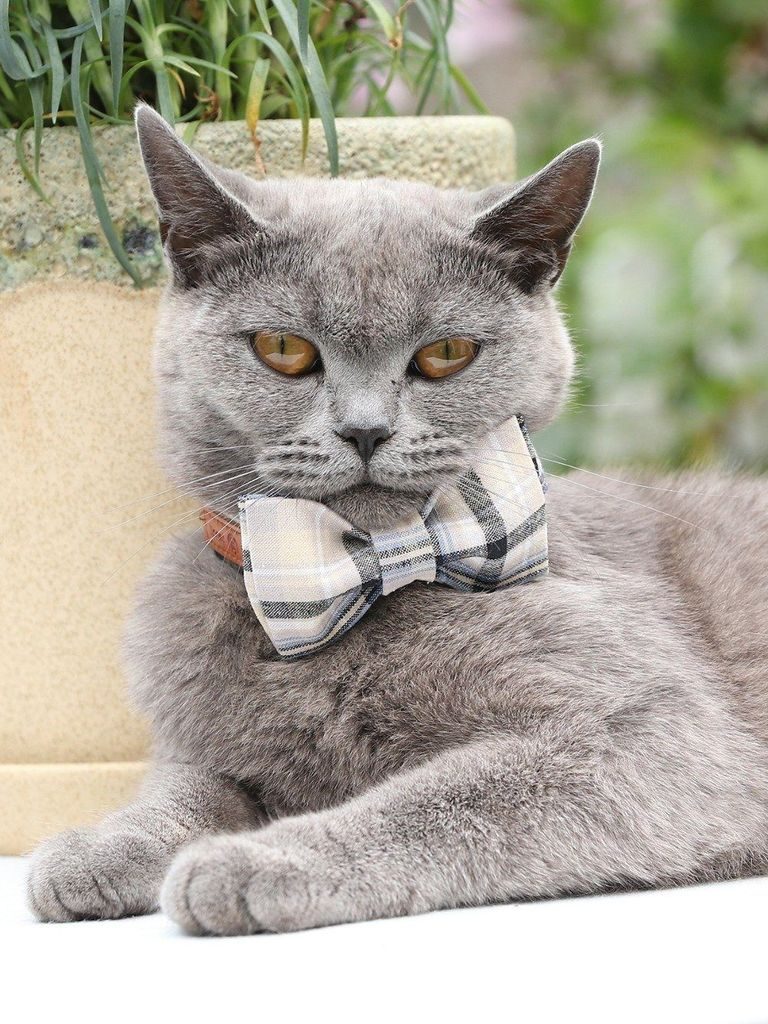 L'ensemble De Collier Et Laisse Pour Animaux De Compagnie À Carreaux Blancs