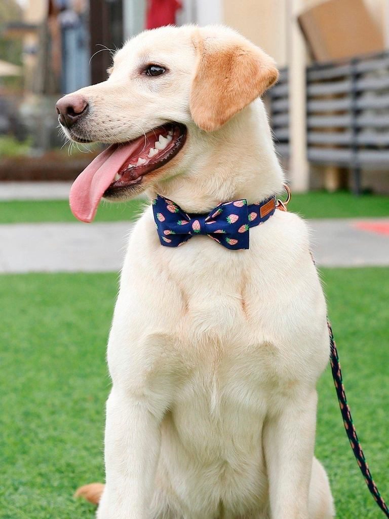 L'ensemble De Collier Et Laisse Pour Animaux De Compagnie À La Fraise