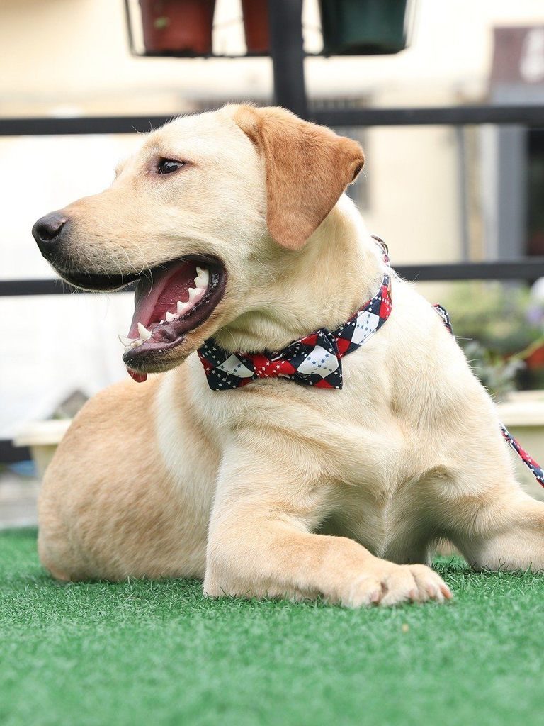 Les Stars De La Nuit Ensemble De Collier Et Laisse Pour Animaux De Compagnie