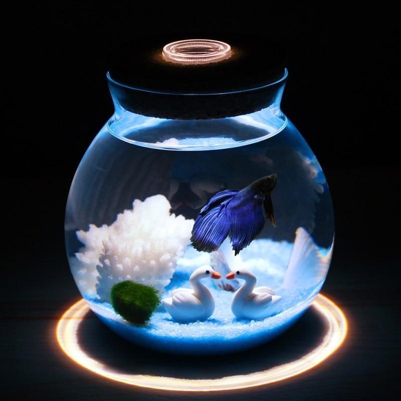 Mini Aquarium Betta Avec De Petites Lumières