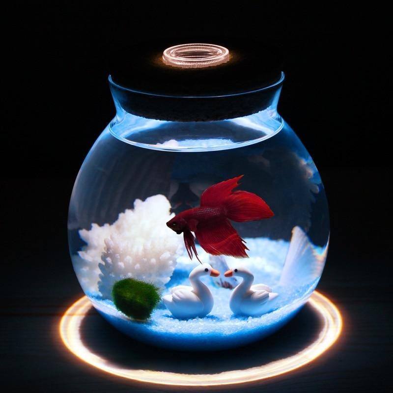 Mini Aquarium Betta Avec De Petites Lumières