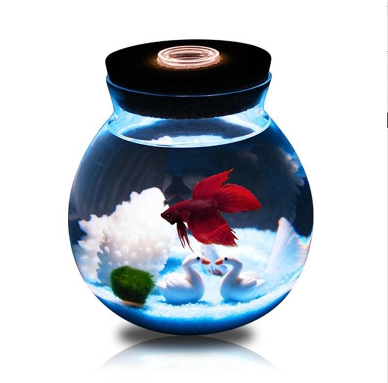 Mini Aquarium Betta Avec De Petites Lumières