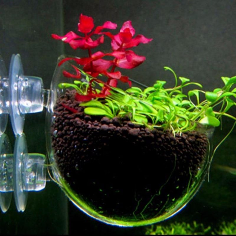 Mini Aquarium En Verre Cristal