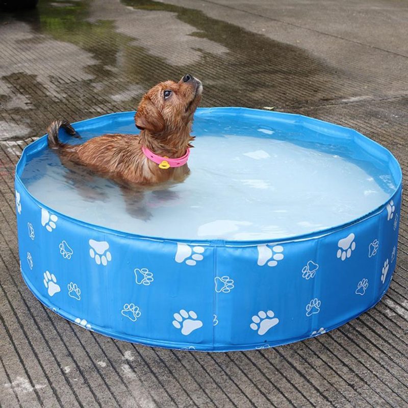 Piscine Pour Animaux De Compagnie Portable D'été