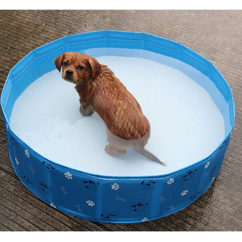 Piscine Pour Animaux De Compagnie Portable D'été