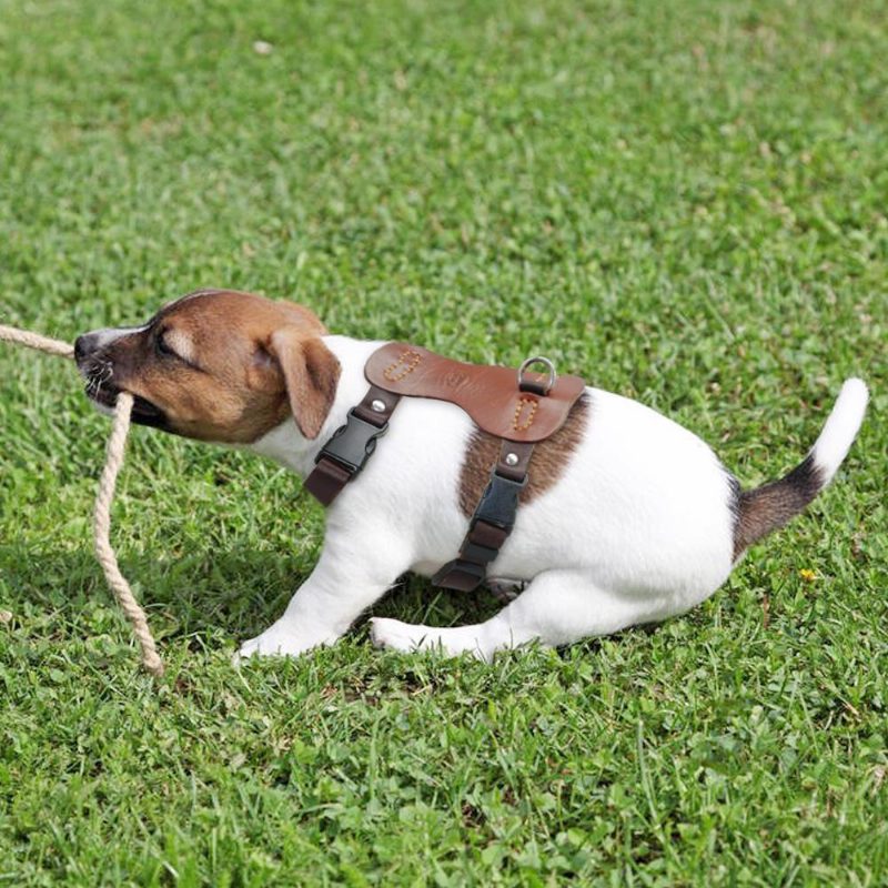 Poitrine Réglable En Cuir Véritable Pour Animaux