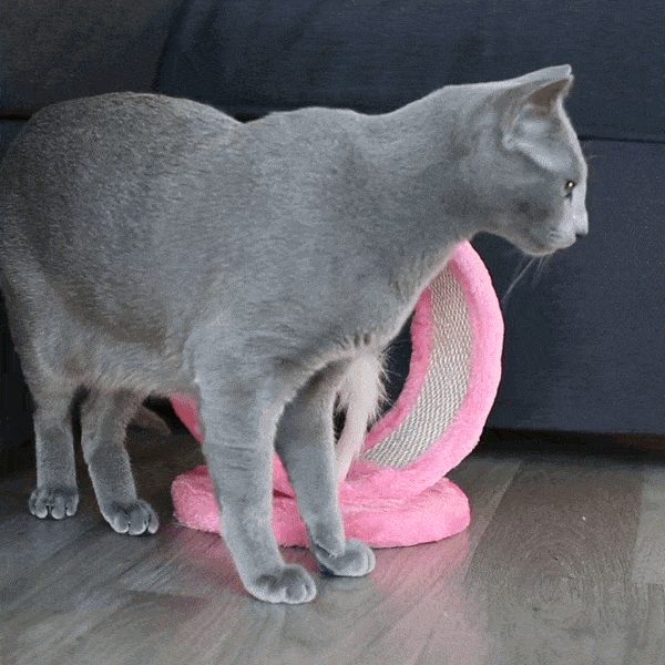 Présentation Du Jouet À Gratter Rond Pour Chat